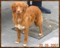 /album/fotogalerij-fotogalerij-kahlua/kahlua-7-5-maanden-website-jpg1/